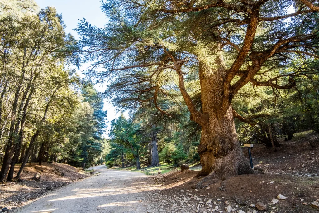 Forêt de cèdres Gouraud à Azrou, cèdre centenaire sur chemin forestier baigné de lumière